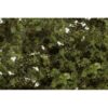 F1131 - Fine-leaf Foliage: Medium Green